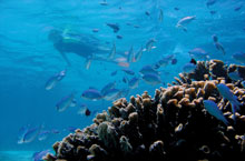 Sal Salis Hébergement Australie - Sal Salis