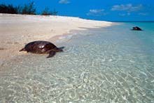 Wilson Island Hébergement Australie - Wilson Island
