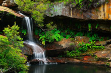 Kuring Gai Chase National Park, Nouvelle Galles du Sud, Australie