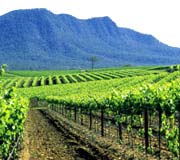 Hunter Valley, New South Wales - Australie