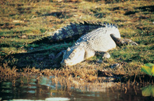Crocodile, Kakadu National Park, Australie