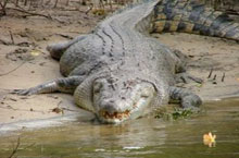 Crocodile sur la rivière Daintree, Queensland, Australie