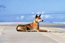 Wild Dingo on Fraser Island, Queensland
