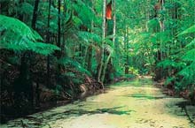 Wanggoolba Creek, Fraser Island, Queensland, Australie