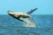 Baleine à Bosse, Queensland, Australie