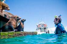Nage avec les phoques, Victoria, Australie