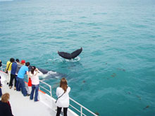 Baleines  Bosse, Australie de l'Ouest