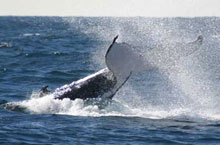Baleine, Sydney, Australie