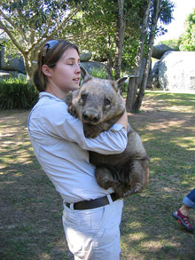 Wombat au Taronga Zoo, Sydney, Nouvelle Galles du Sud