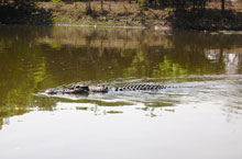 Crocodile, Territoire du Nord, Australie