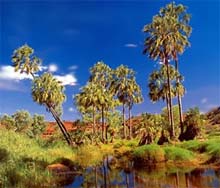 Palm Valley, Territoire du Nord, Australie