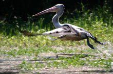 Pelican, Kakadu National Park, Australie