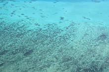 Grande Barrire de Corail, Queensland