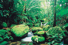 Forêt tropicale de Daintree, Queensland, Australie