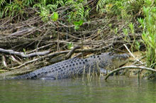 Crocodile, Daintree, Queensland