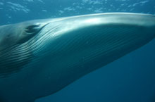 Baleine Minke, Grande Barrire de Corail, Queensland, Australie
