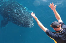 Baleine  bosse, Queensland, Australie