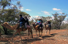 Camel Trekking, Australie du Sud