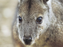 Wallaby, Kangaroo Island, Australie