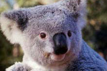 Koala, Philip Island, Victoria, Australie