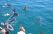 Nage avec les dauphins, Victoria, Australie