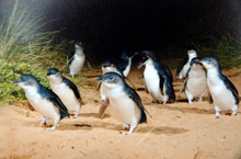 Les Pingouins de Phillip Island, Victoria, Australie