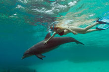 Nage avec les dauphins, Australie de l'Ouest