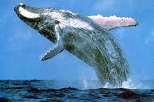 Baleines à Bosse, Australie de l'Ouest