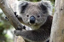 Koala, Australie de l'Ouest, Australie
