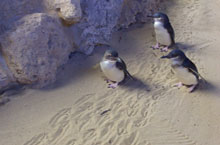 Petits Pingouins, Australie de l'Ouest