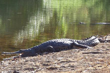 Crocodile, Windjana Gorge, Kimberleys, Australie