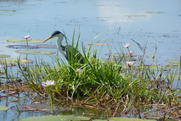 Mary River Wetlands