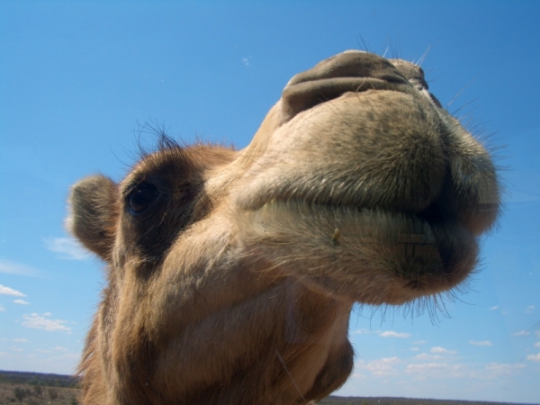 Outback Camel Farm