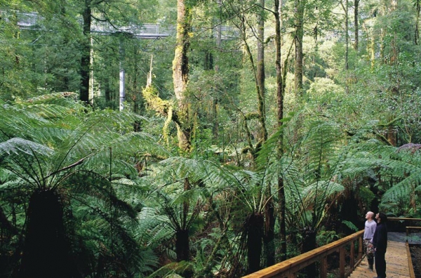 Otway Fly Tree Top Walk