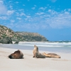 Kangaroo Island