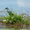 Mary River Wetlands