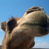 Outback Camel Farm