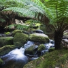 Mt Field National Park