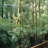 Otway Fly Tree Top Walk