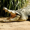 Crocodile Farm