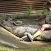 Crocodile Farm