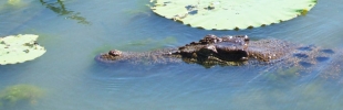 Australian native wildlife