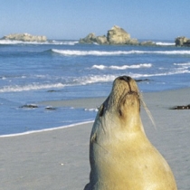 Kangaroo Island