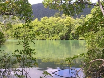 Daintree Rainforest