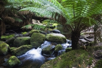 Mt Field National Park