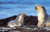 Kangaroo Island