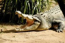 Crocodile Farm