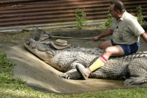 Crocodile Farm