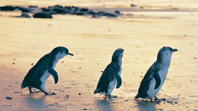 Adventure Tours Australia: 1 Day Phillip Island Penguin Parade